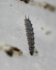 Dasysyrphus