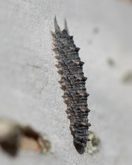 Dasysyrphus