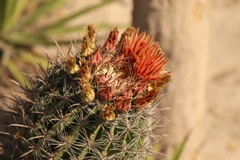 Ferocactus