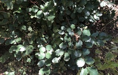 Ceratonia siliqua