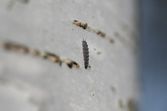 Dasysyrphus