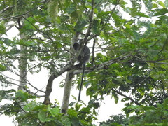 Trachypithecus cristatus
