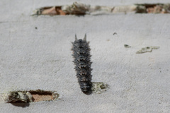 Dasysyrphus