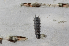 Dasysyrphus