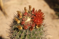 Ferocactus