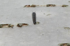 Dasysyrphus