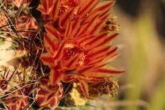 Ferocactus