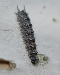 Dasysyrphus