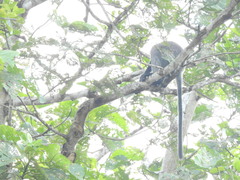 Trachypithecus cristatus