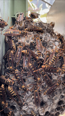 Polistes jokahamae