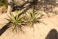 Agave datylio