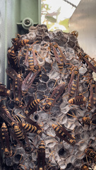 Polistes jokahamae