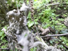 Heliotropium indicum