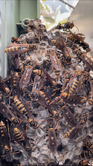 Polistes jokahamae