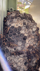 Polistes jokahamae