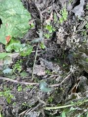 Heliotropium indicum