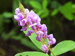 Grona heterocarpos
