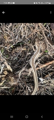 Toropuku inexpectatus