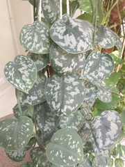 Scindapsus pictus
