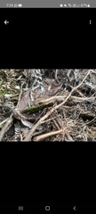 Toropuku inexpectatus