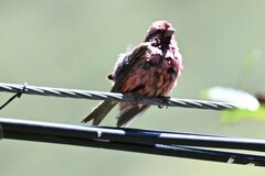 Carpodacus pulcherrimus