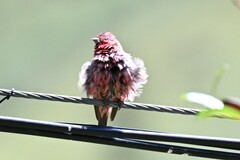 Carpodacus pulcherrimus