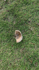 Amanita vaginata