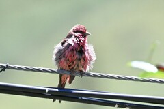 Carpodacus pulcherrimus