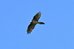 Gypaetus barbatus barbatus
