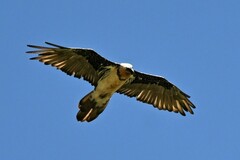 Gypaetus barbatus barbatus
