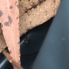 Saitis virgatus