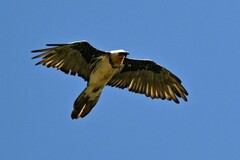 Gypaetus barbatus barbatus