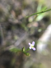 Stylidium despectum