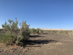Haloxylon ammodendron