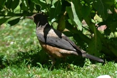 Turdus kessleri