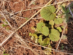 Hermannia transvaalensis