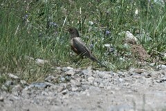 Turdus kessleri
