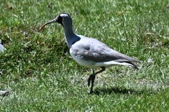 Ibidorhyncha struthersii