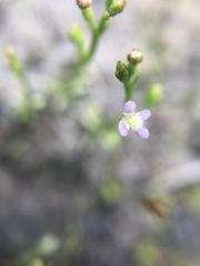 Stylidium despectum