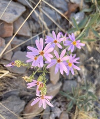 Eucephalus engelmannii