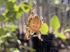 Araneus diadematus