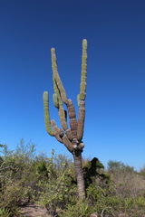 Pachycereus pringlei