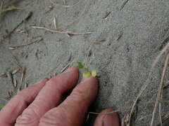 Pimelea villosa