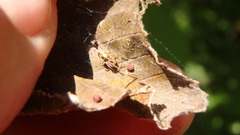 Dictyna coloradensis