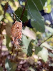 Araneus diadematus