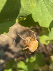 Araneus diadematus