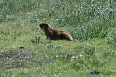 Marmota himalayana