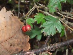 Crataegus pinnatifida