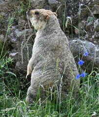 Marmota himalayana