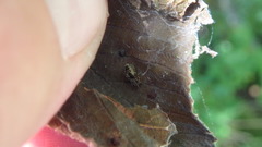 Dictyna coloradensis